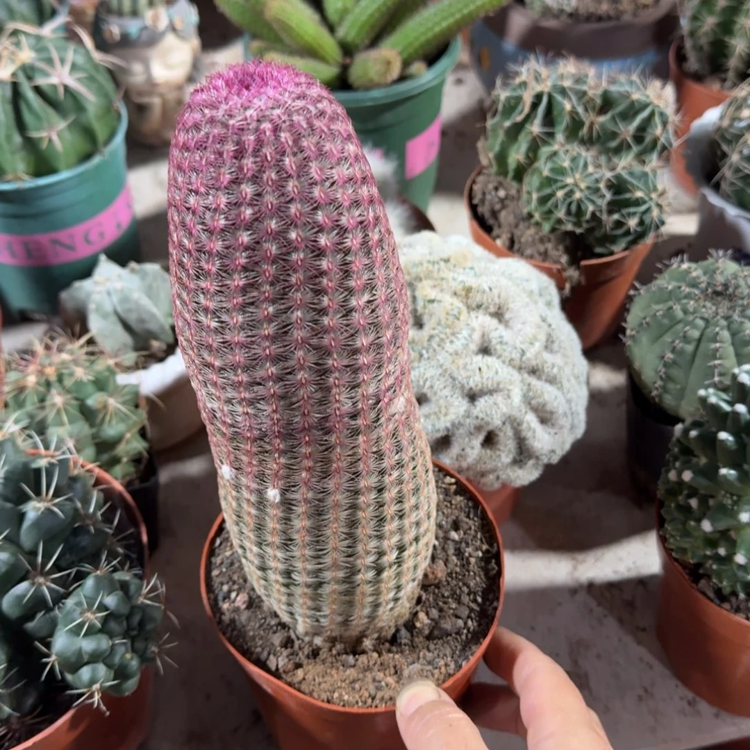 轩***宇可口可乐了可口可乐