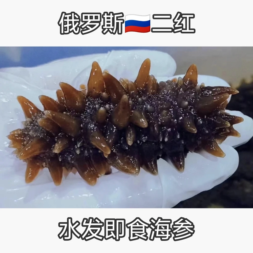 隋哥【隋哥·二红◾即食海参】软糯Q弹，无腥味10-16头，适合老人