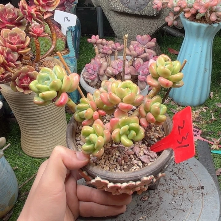 兔**?多肉植物一物一拍231