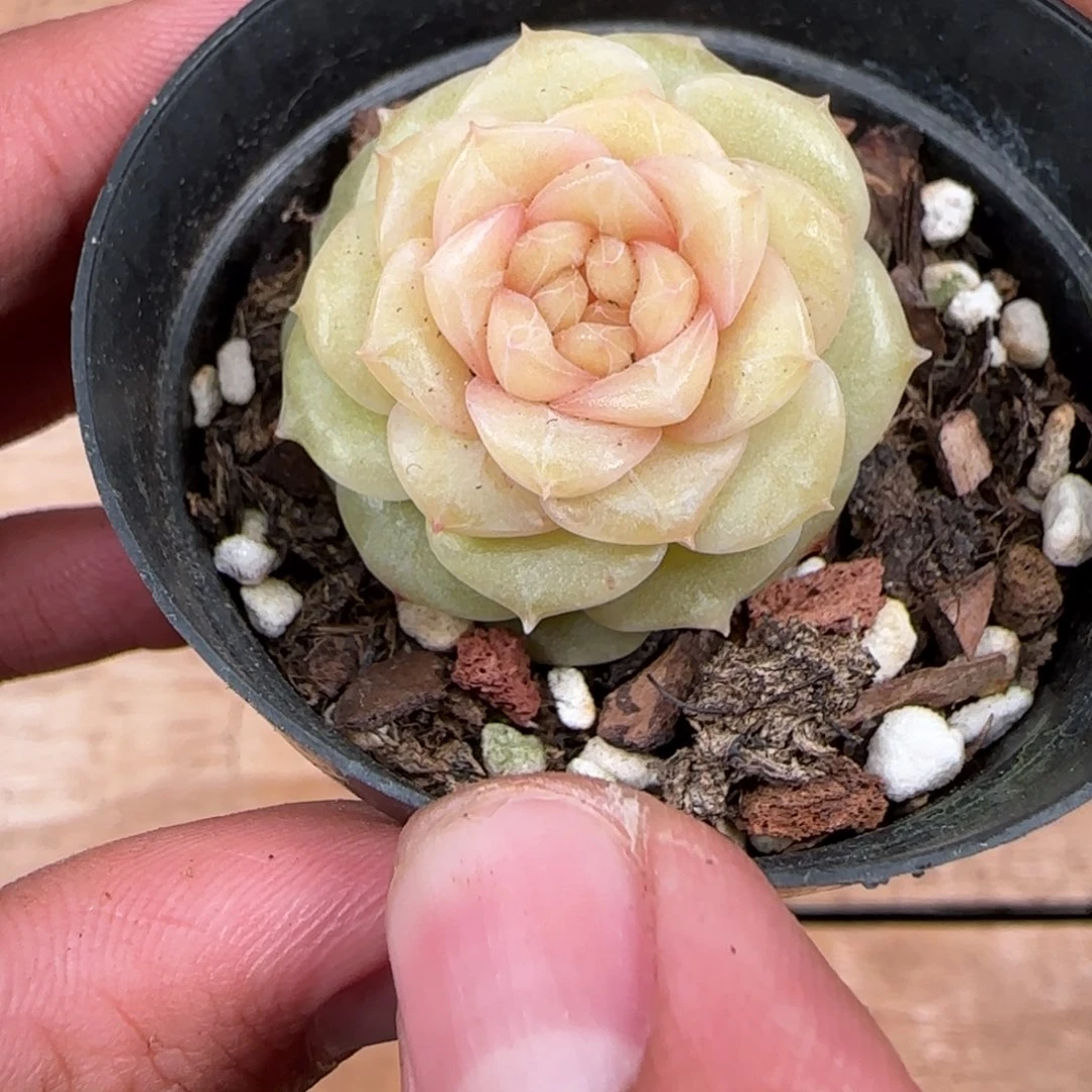 一物一拍麦秆珍妮04282