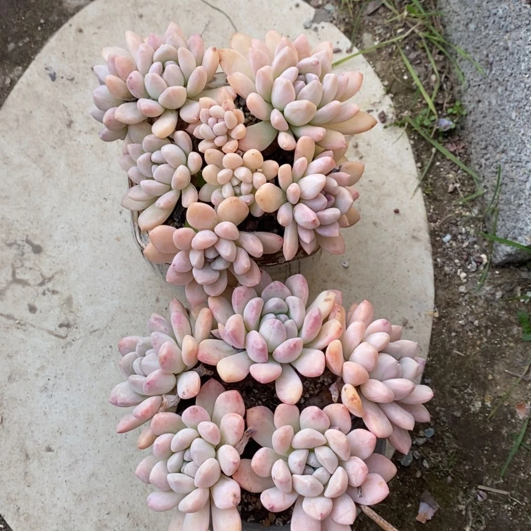 嘚****?多肉植物奶糕多肉