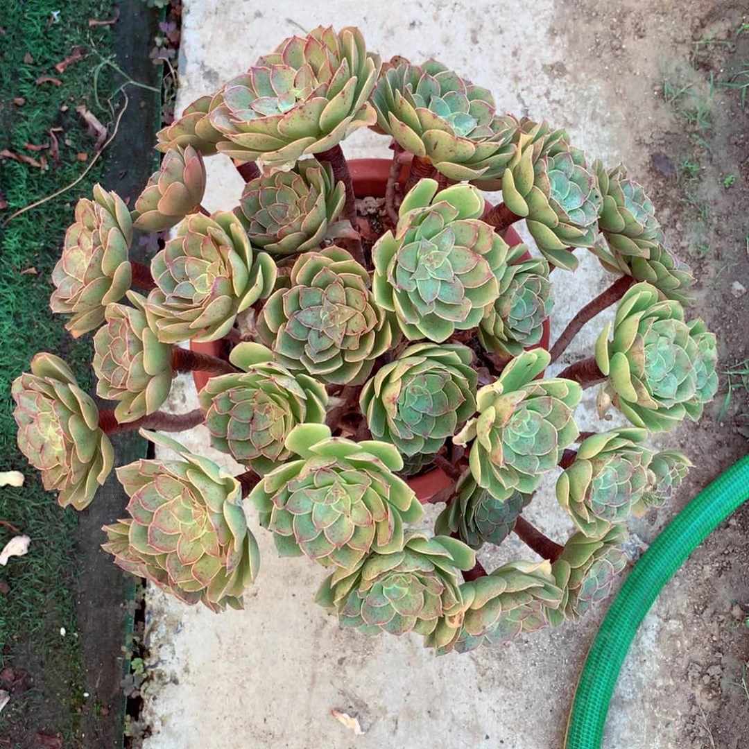 万圣节老桩，多肉植物