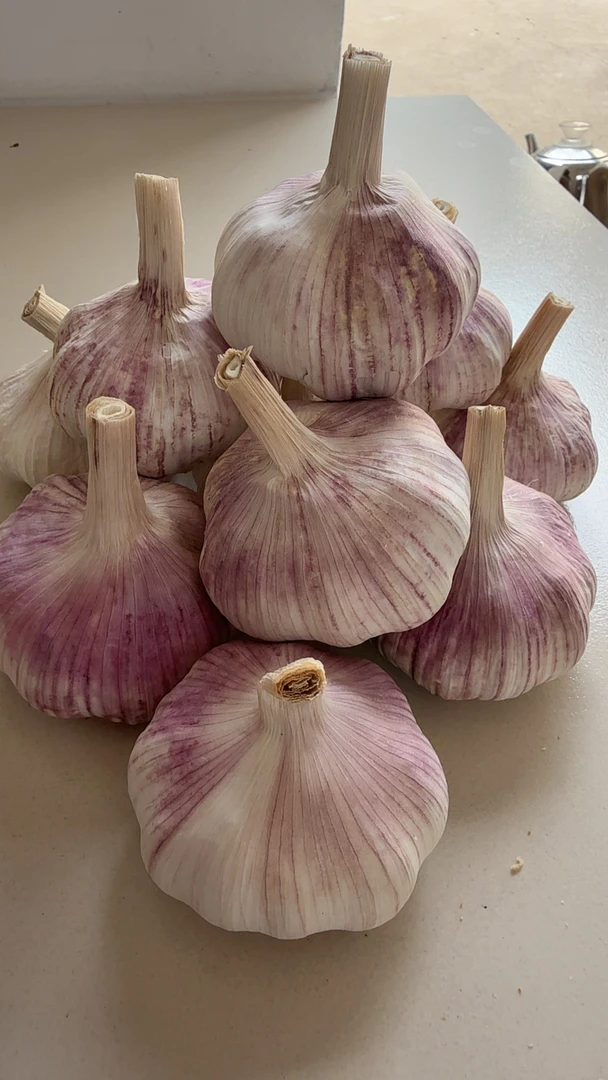 宿羊山韩行农家自种新干蒜紫白皮大蒜头产地紫皮直发