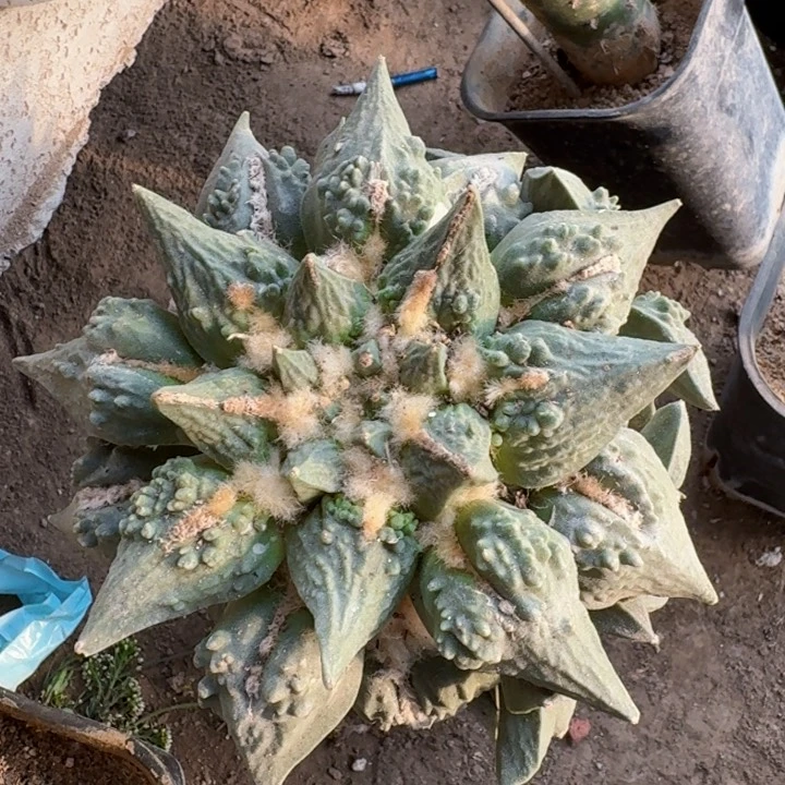 点***名360大怒涛牡丹仙人球