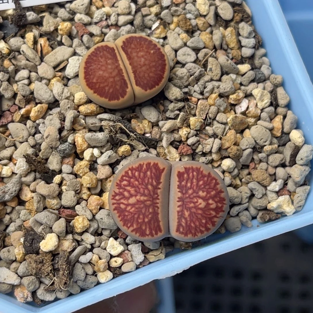 阿*4621菊2上10zhuan p