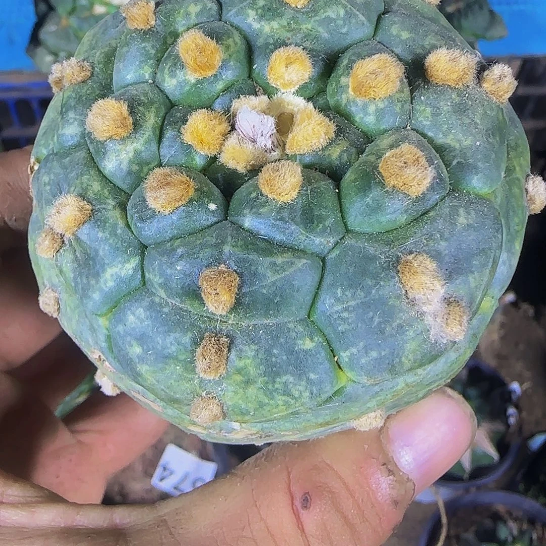 龟甲兜360仙人球开花