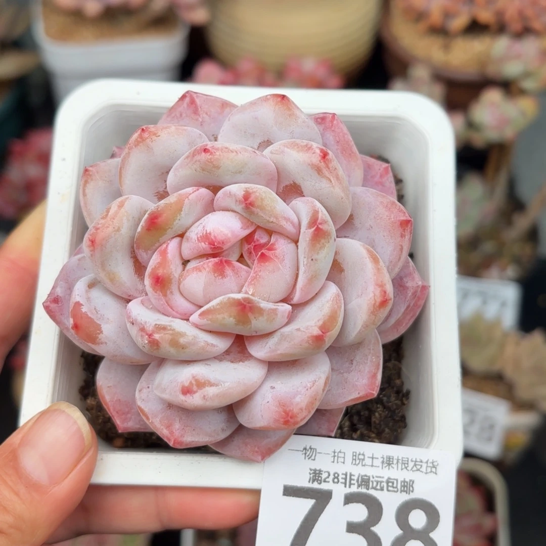 橙梦露单头无盆土发货