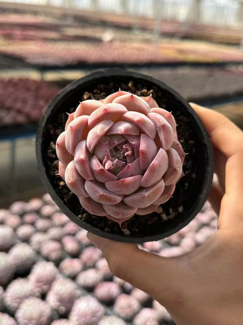 8#水冰月 单头及单头带崽起前男友精品多肉 SM1037 (1)