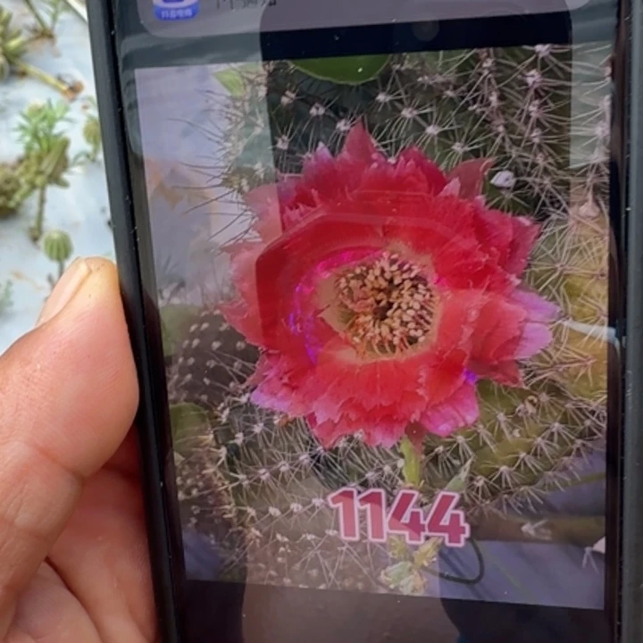 小***儿矮胖白檀1144侧芽一个