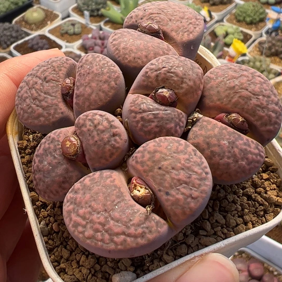 851多肉植物种类多样