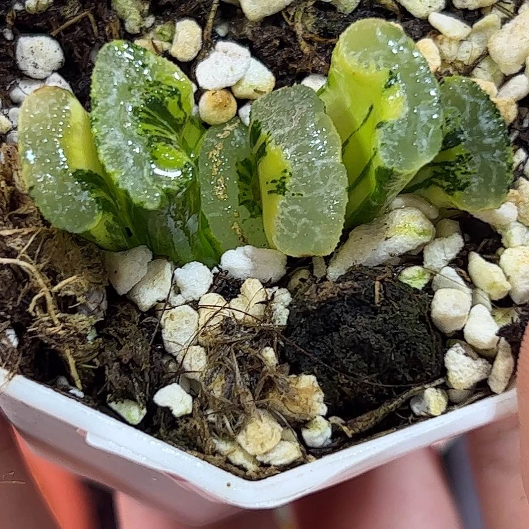 浮藻锦十二卷多肉植物152