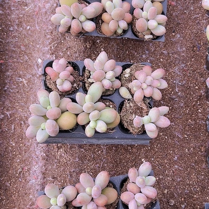 6颗一组糖果美人！！！