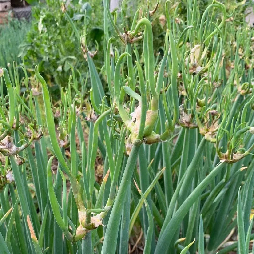 楼葱种子四季种植阳台蔬菜