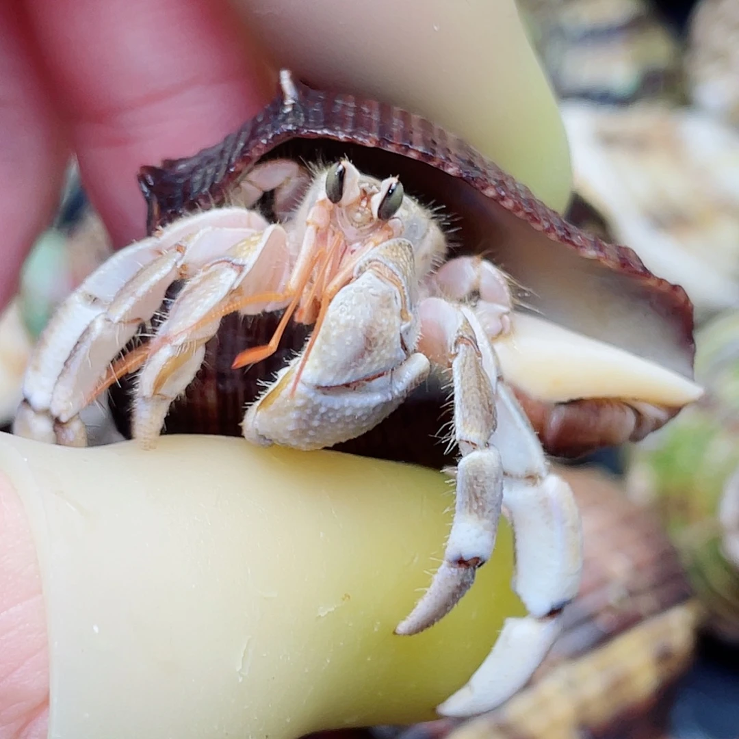 2口通体白金色异瞳虎纹红日