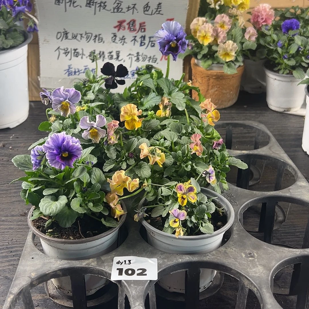 大部分花苞少量开放102号