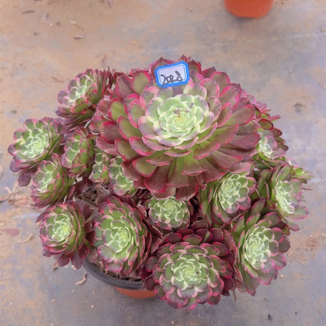 萝莉新品锦2828一物一拍