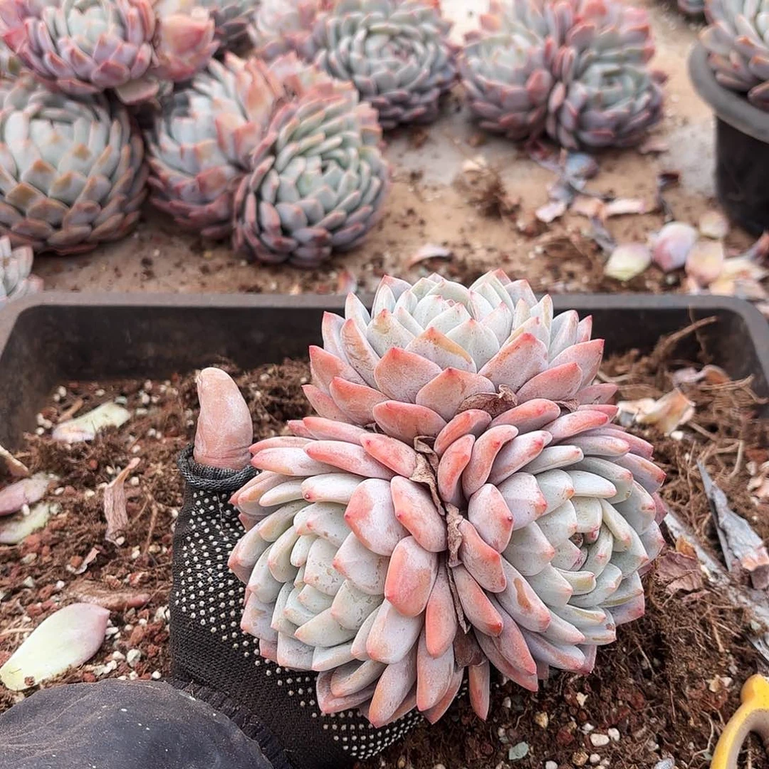 开*开心得三头橙子