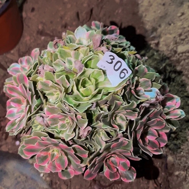 306男神多肉植物不售后