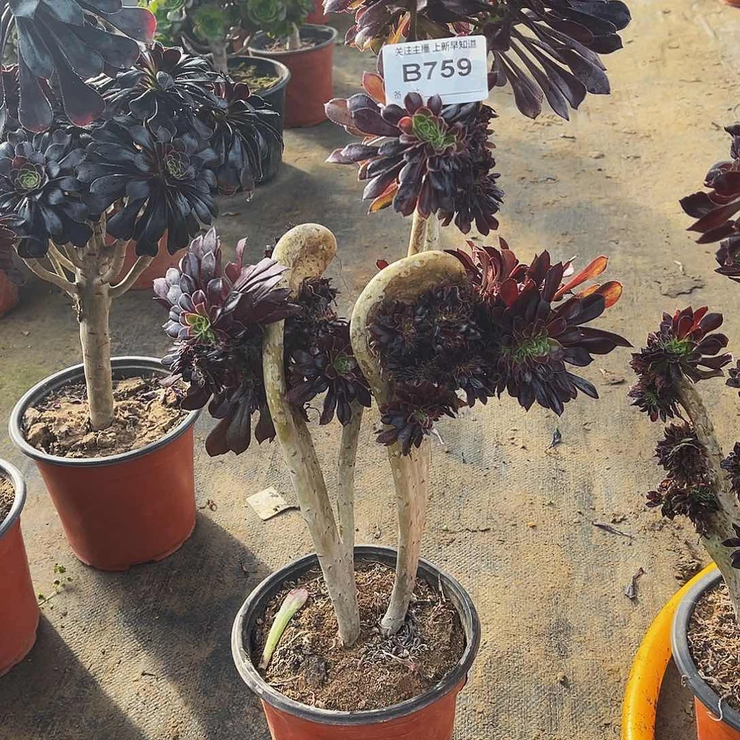 悠****果多肉植物759黑法缀