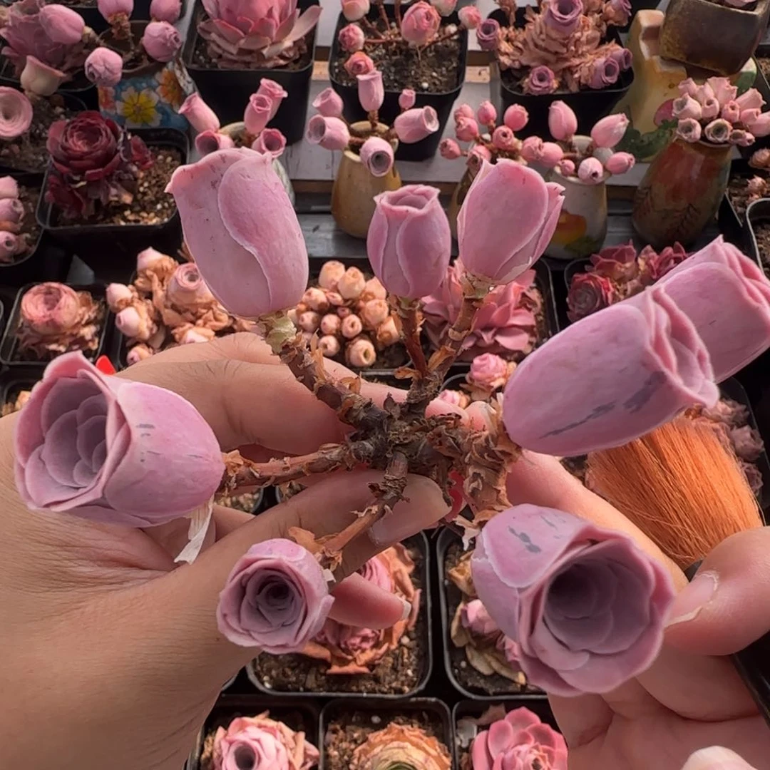 Y670半城玫瑰森洛