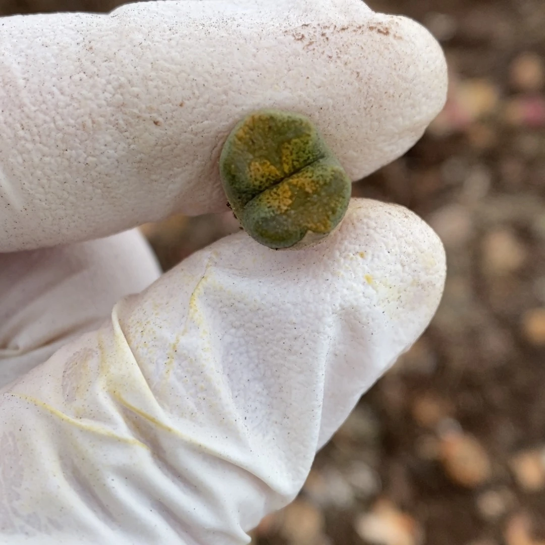 多肉植物肉锥杂交K-6171