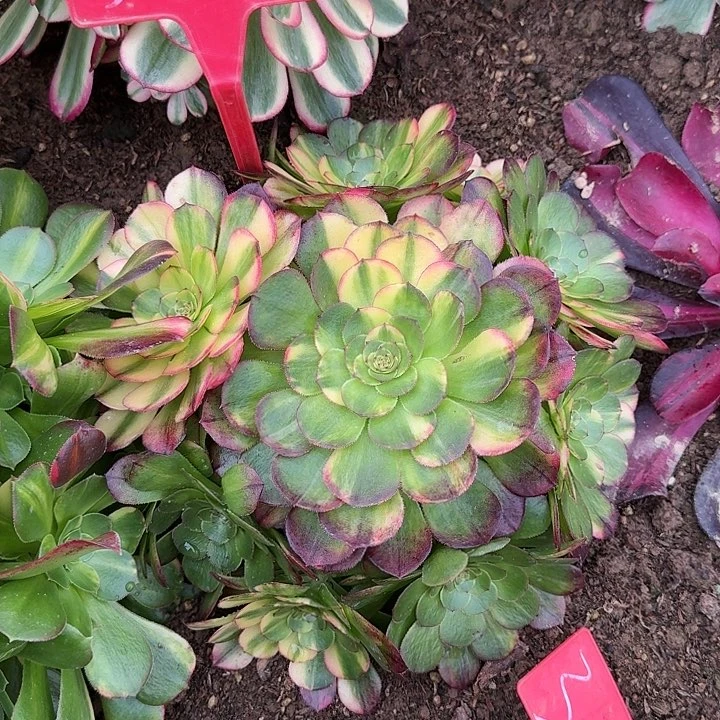 记*3-19万七彩多肉法师