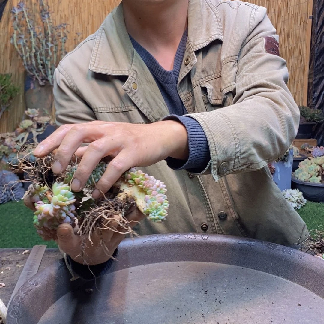 不****姨3颗175号白胖子多肉