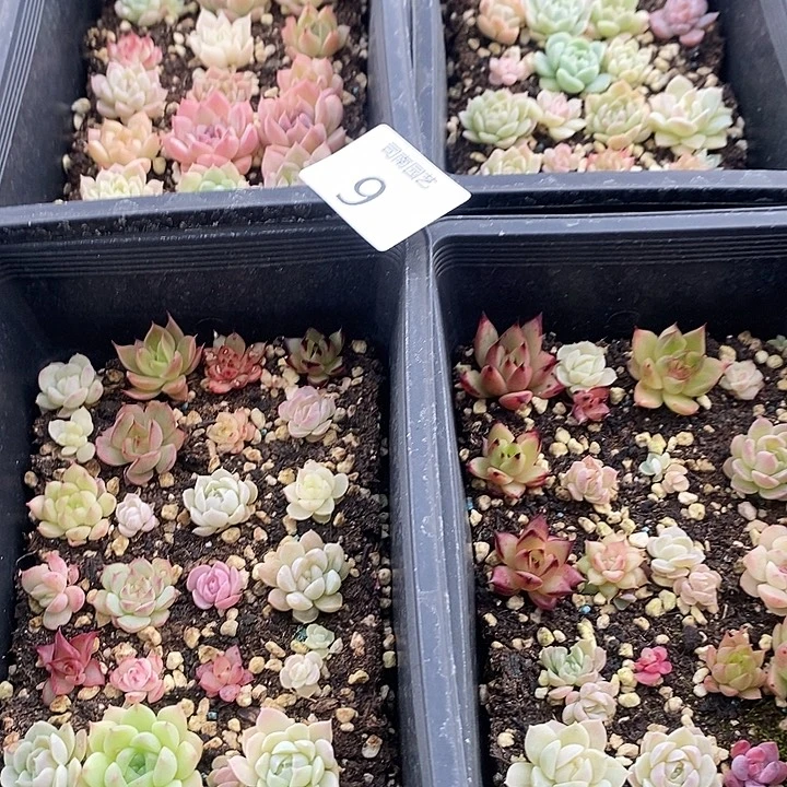9 多肉植物盆栽花卉