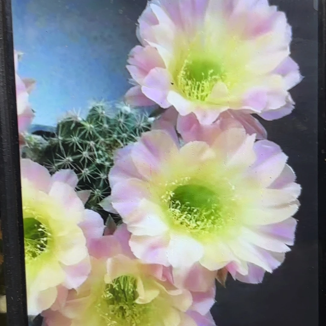 水蜜桃彩侧牙20包邮45