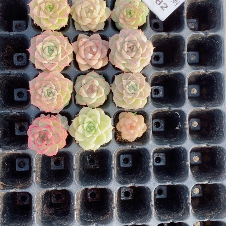 P****?2-682多肉多肉多肉多肉多肉多肉