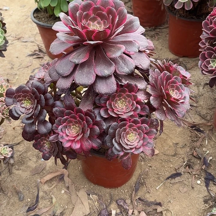 ?****?多肉植物黑金刚74