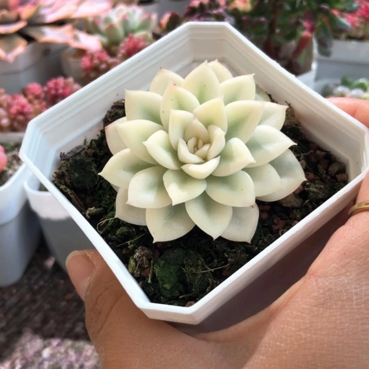 月亮仙子宽锦有根