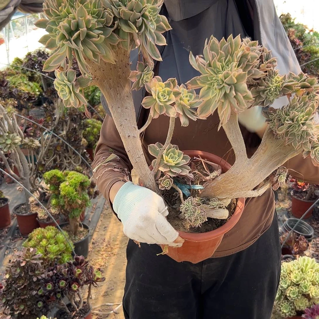 多肉植物灿烂缀化