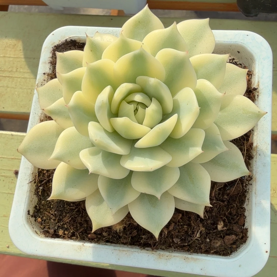 棱镜锦锦上园艺一物一拍