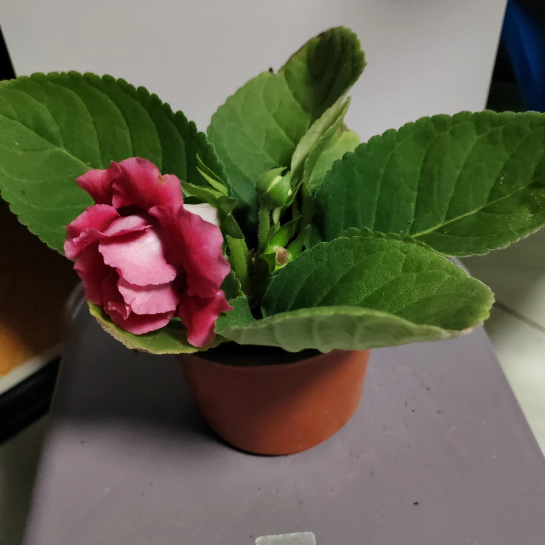 芙蓉一盆包邮到家