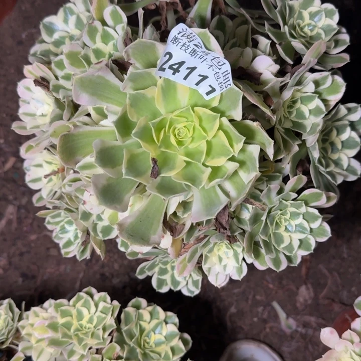 24111南白凤多肉zhiwu