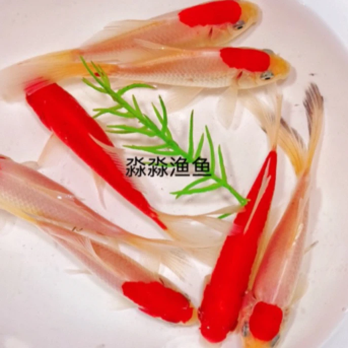 精品红白金鱼3-5公分 保底21条 温顺好养可混养   不指定 包邮