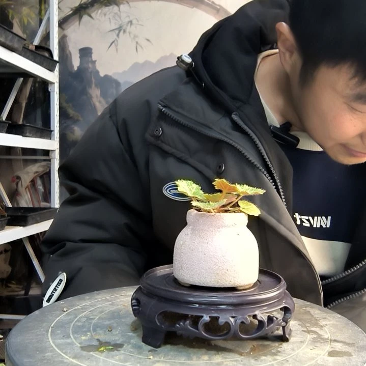 天***咪小盆景小植物一物一拍121