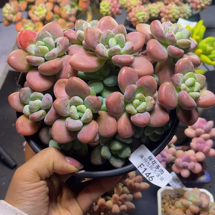 樱花洛神146/17cm多肉