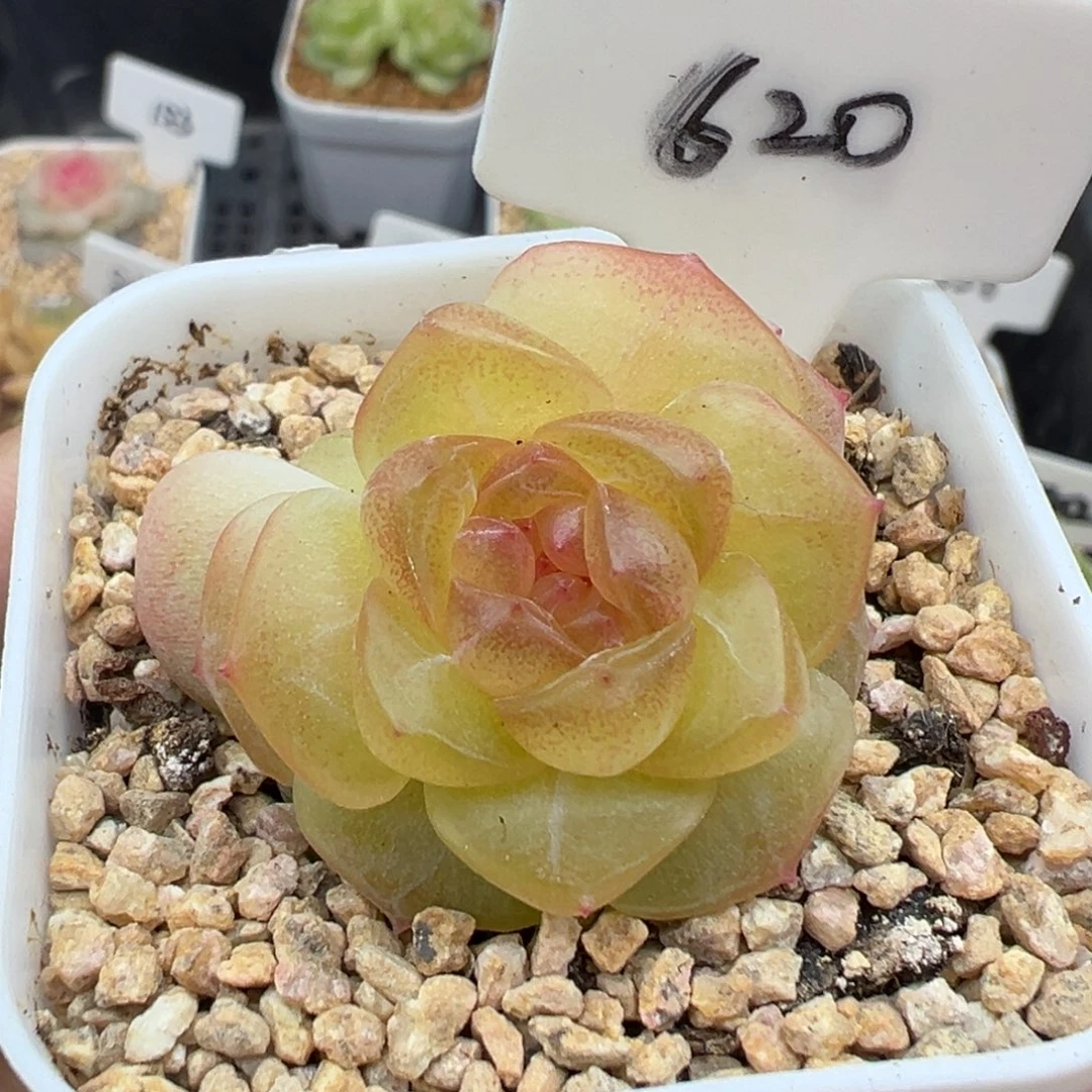 620号谪仙 晗雨多肉