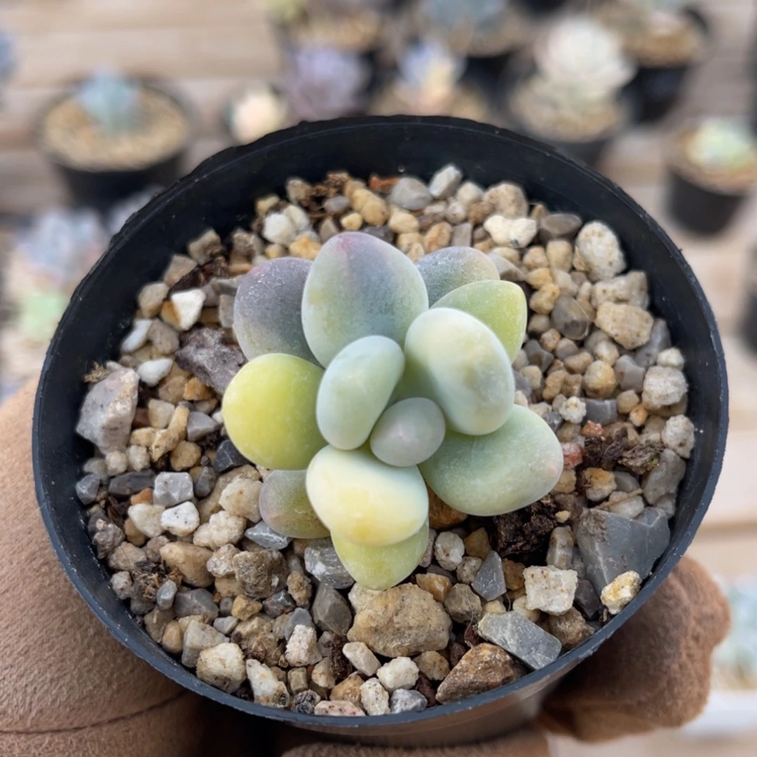 奶酪锦一物一拍不支持退换