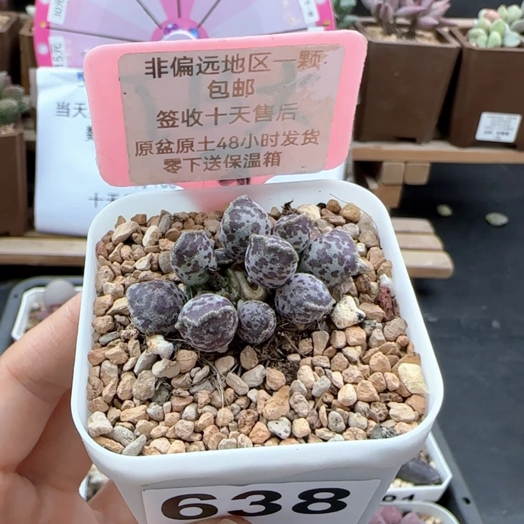 638达摩海报多肉