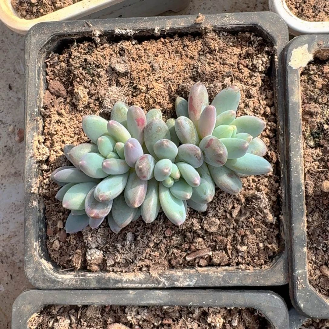 135 美人杂交 一物一拍