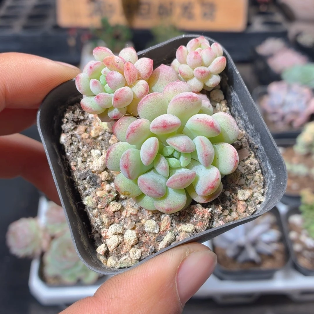 萌豆多肉9.9包邮发货