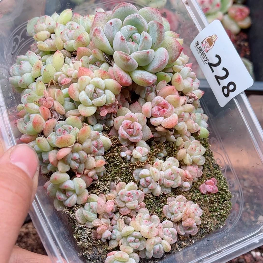 大*妮多肉植物多肉植物