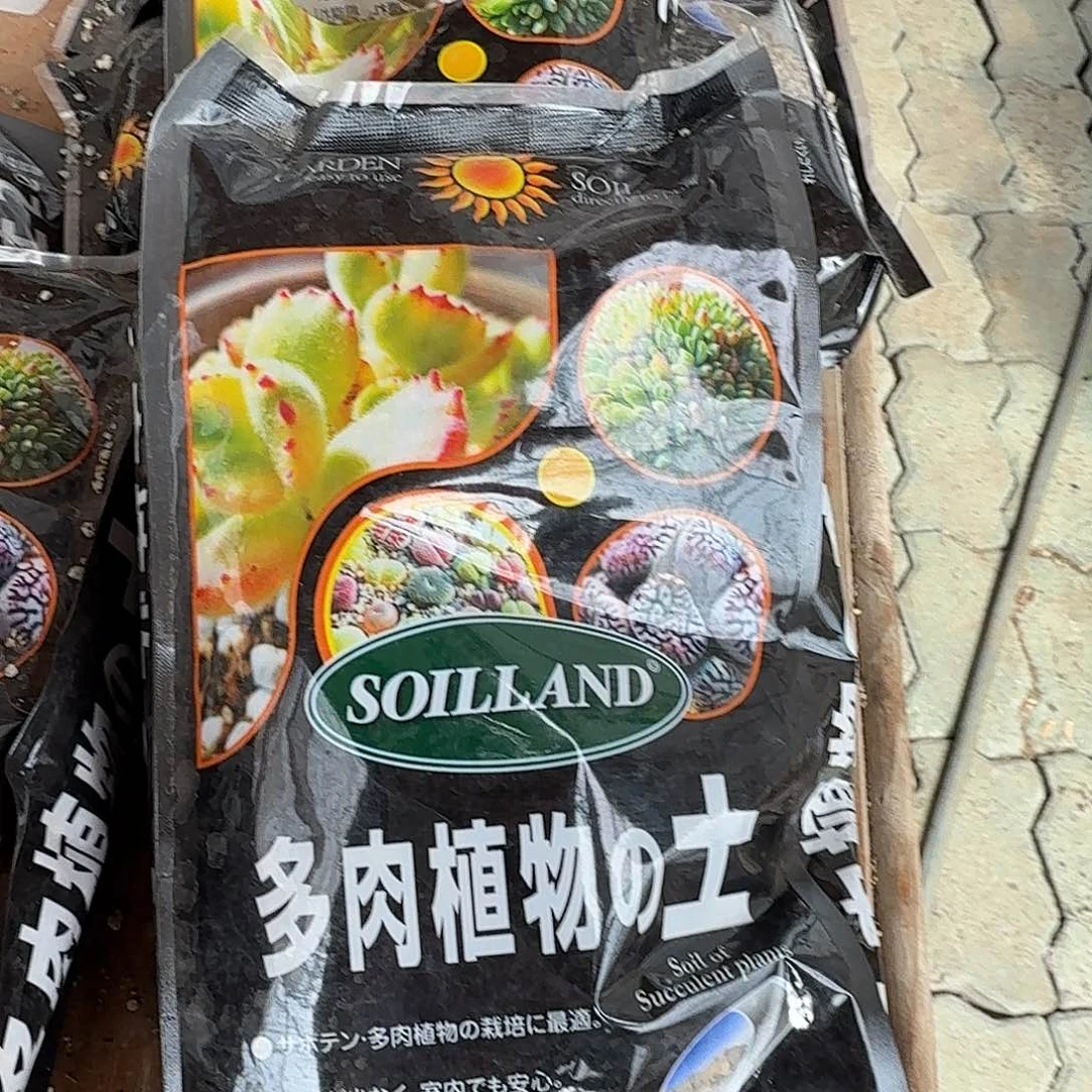 两包土多肉植物精品