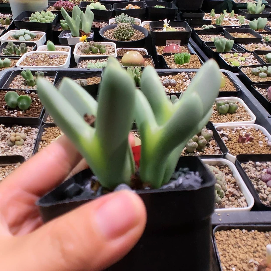 【闪购商品】7-27-12 少将一群 100豪克