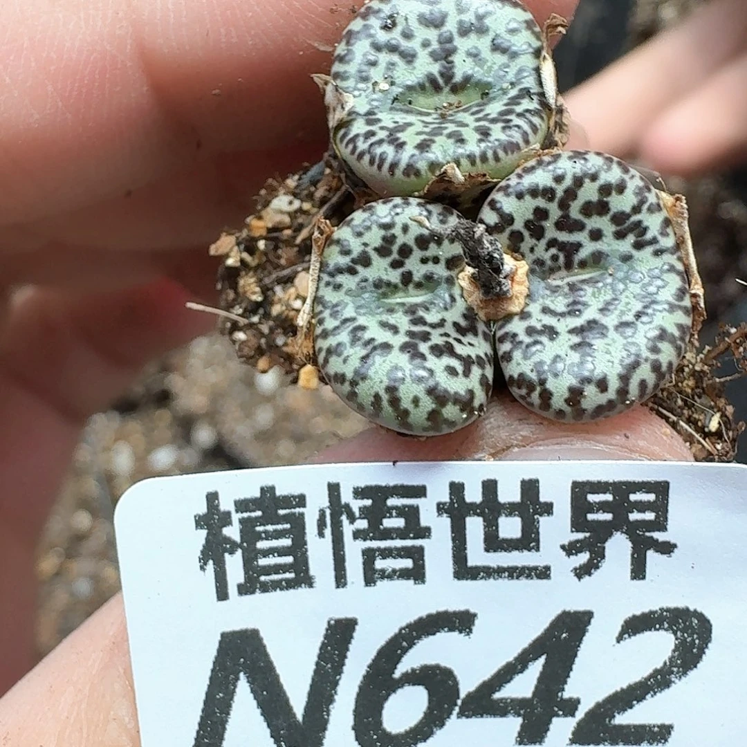 多肉植物的润泽风格