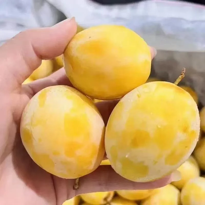 {新鲜采摘}  秦岭山正宗黄金西梅现采现发应季水果包邮