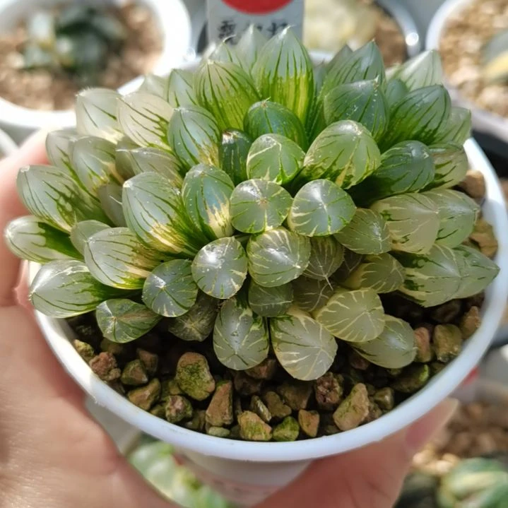 466号霓虹灯3头群生一物一拍带盆土发货